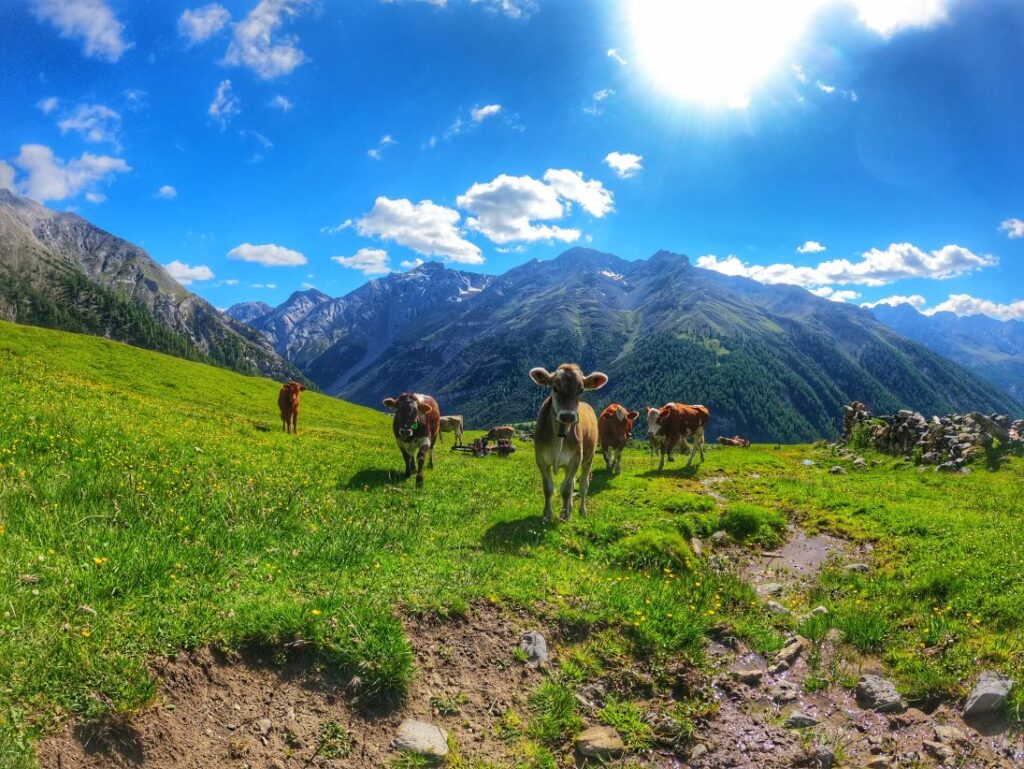 Alpe del Gallo